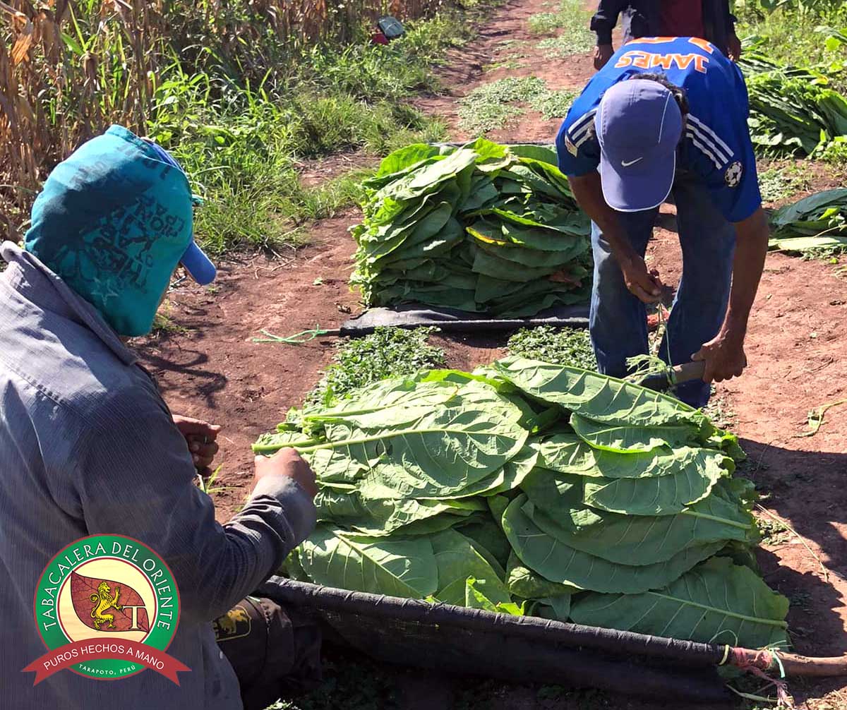 El Arte de los Puros Rolados a Mano con Tabaco Peruano