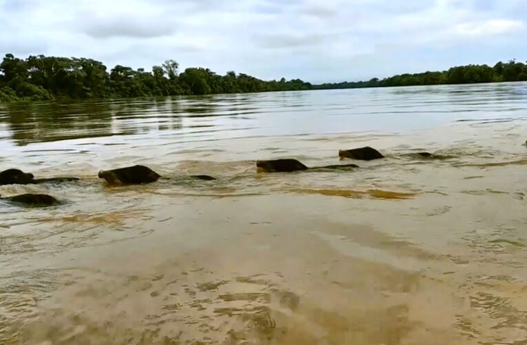 Una manada de huanganas cruza el río Putumayo nadando