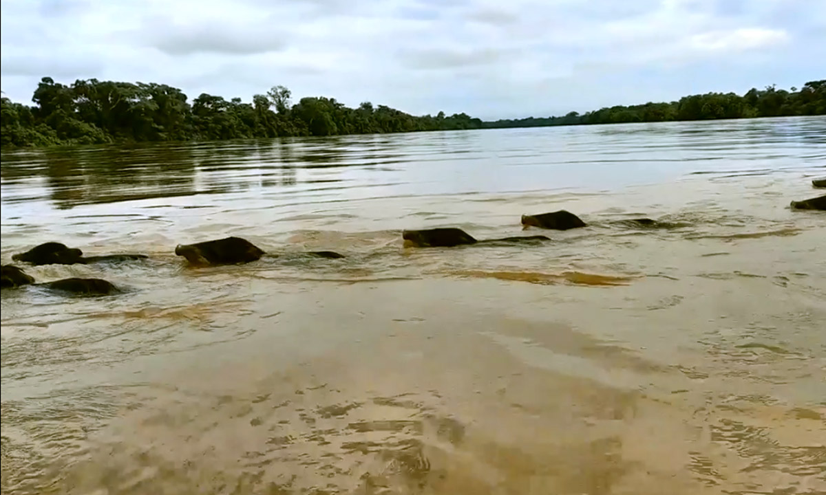 Un espectáculo único que nos brinda la naturaleza, revelando la importancia de la conservación transfronteriza en la Amazonía