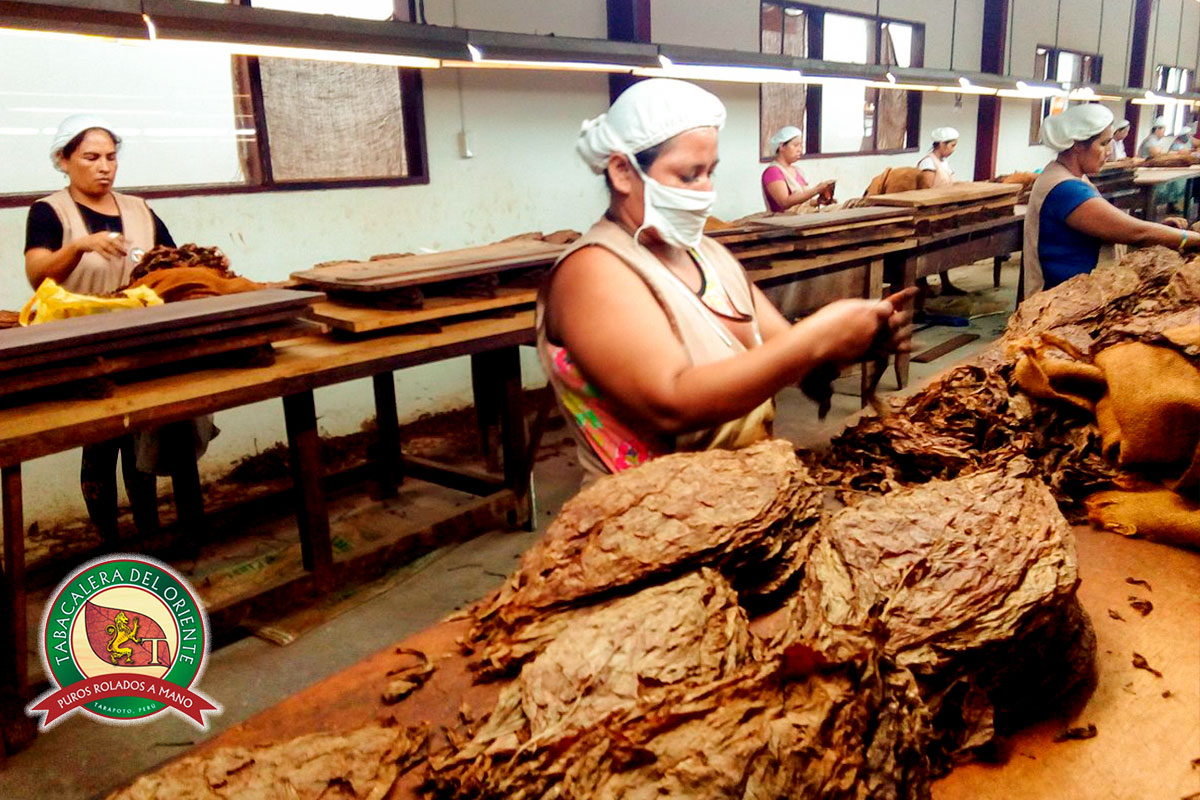 ¡Bienvenidos a un viaje fascinante por el mundo de los puros rolados a mano de Tabacalera del Oriente en Tarapoto, San Martín, Perú!