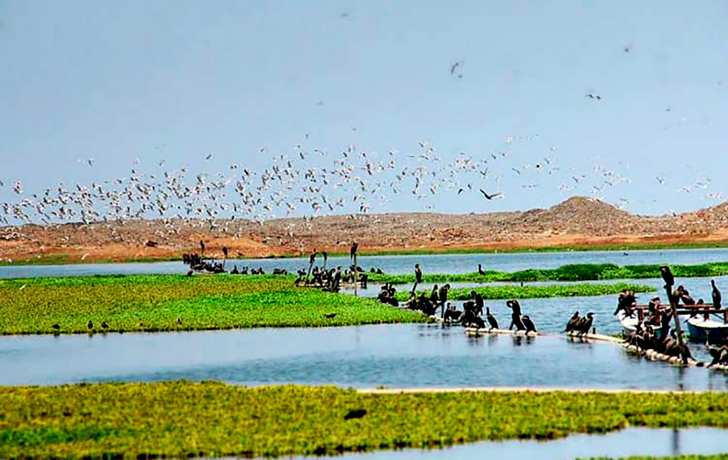 Megapuerto de Chancay: Los humedales se verán afectados en el proyecto que cambiará el comercio de Perú, incrementará el comercio exterior, generará empleo y desarrollará la economía de la zona