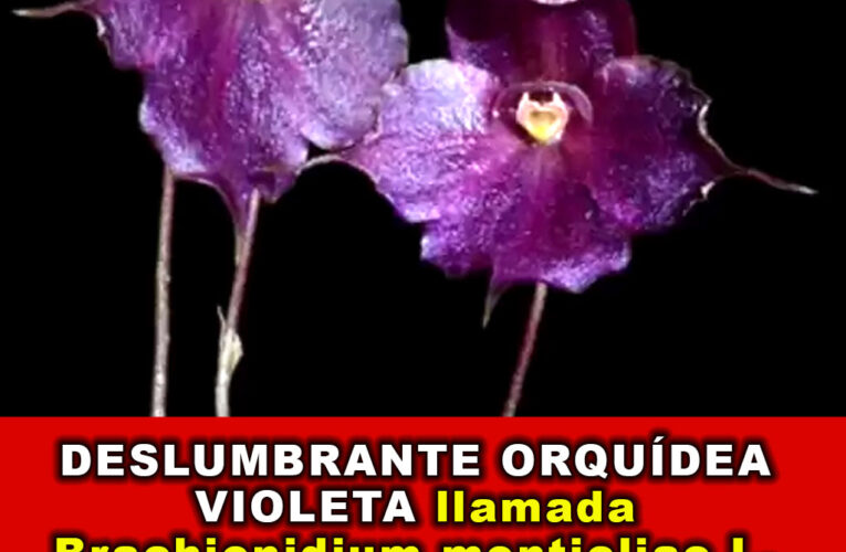 Deslumbrante orquídea violeta descubierta en Cerro de Pasco