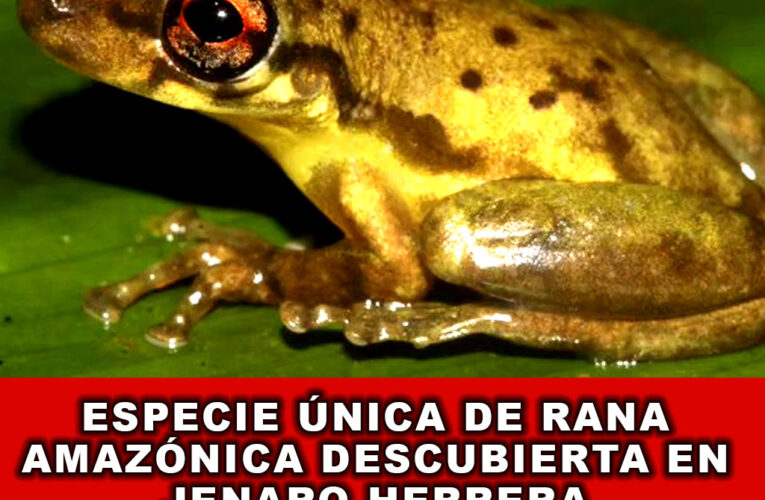 Especie Única de Rana Amazónica descubierta en Jenaro Herrera