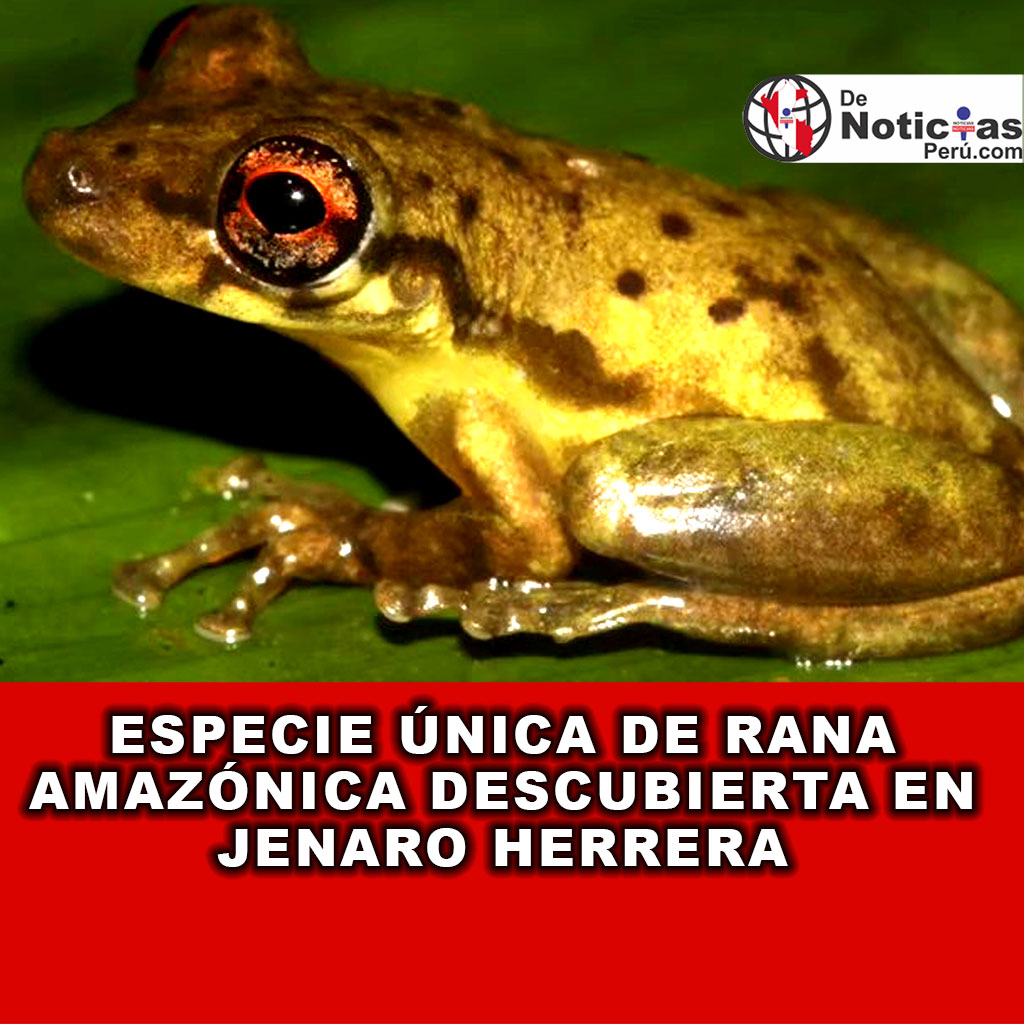 Descubrimiento Científico y Un tributo al legado académico: Scinax ushiniauae honra la pasión por la investigación de la renombrada bióloga peruana en Loreto