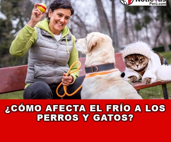 ¿Cómo afecta el frío a los perros y gatos?