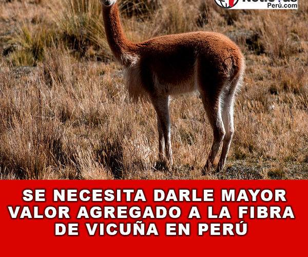 Se necesita darle mayor valor agregado a la fibra de vicuña en Perú