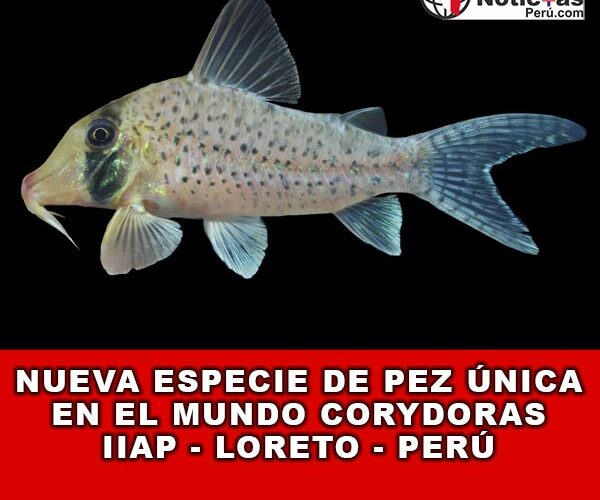 Nueva Especie de Pez Única en el Mundo Corydoras IIAP – Loreto – Perú