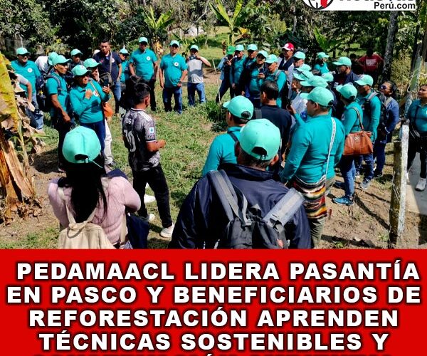 PEDAMAACL Lidera Pasantía en Pasco y Beneficiarios de Reforestación Aprenden Técnicas Sostenibles y Conservación Ambiental