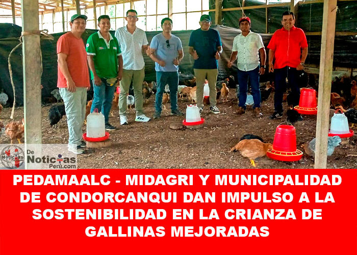 PEDAMAALC – MIDAGRI y Municipalidad de Condorcanqui: Impulso a la Sostenibilidad en la Crianza de Gallinas Mejoradas