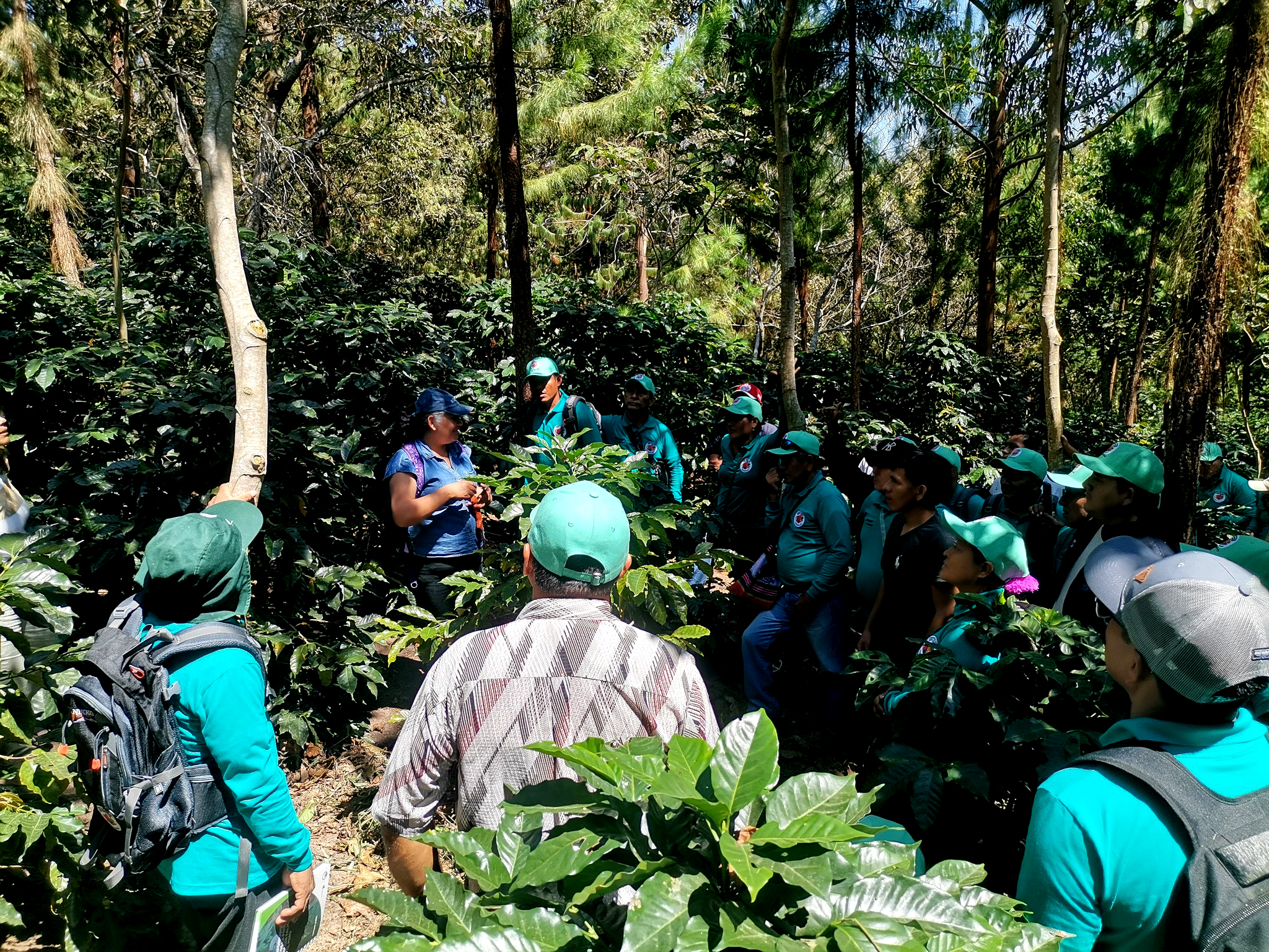 El Proyecto Especial de Desarrollo del Alto Mayo - Alto Amazonas Loreto Central (PEDAMAACL) organiza una pasantía educativa en la región de Pasco, donde participantes de siete caseríos del Eje Carretero fortalecen sus conocimientos en reforestación, recuperación de suelos y sistemas agroforestales.