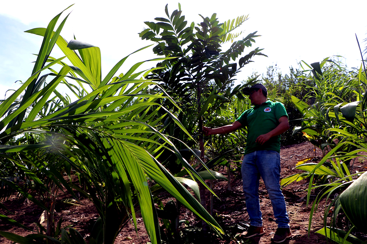 PEDAMAALC impulsa la reforestación y sistemas agroforestales en Yurimaguas, promoviendo la recuperación de ecosistemas y el desarrollo comunitario