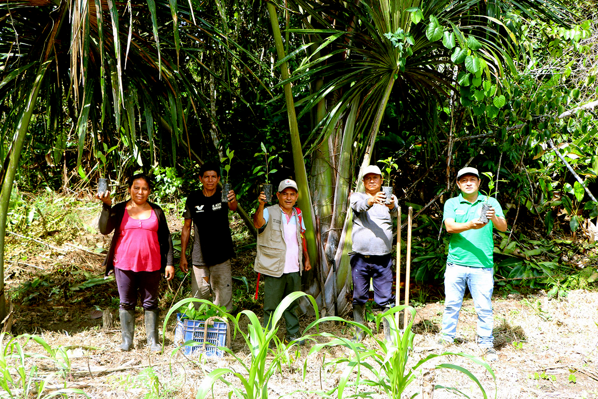 PEDAMAALC impulsa la reforestación y sistemas agroforestales en Yurimaguas, promoviendo la recuperación de ecosistemas y el desarrollo comunitario