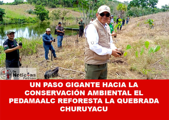 Un Paso Gigante hacia la Conservación Ambiental el PEDAMAALC Reforesta la Quebrada Churuyacu