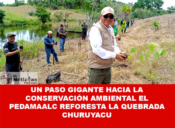 Con el liderazgo del Proyecto Limón, se arborizó estratégicamente la faja marginal de la quebrada Churuyacu para proteger los recursos hídricos y revitalizar la biodiversidad del bajo Huallaga